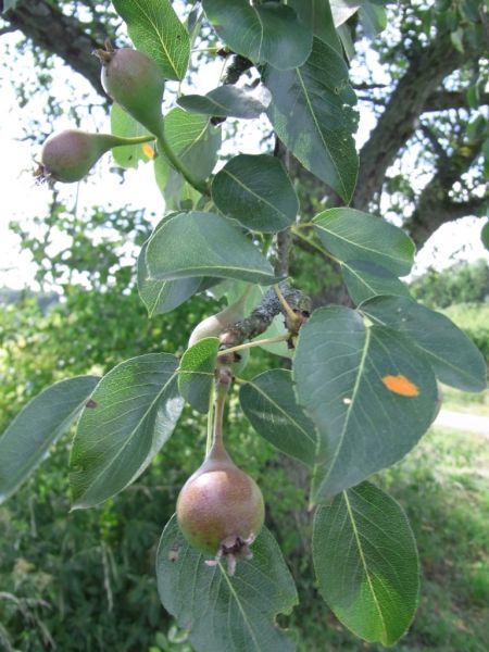 Datei:Kulturbirne, unreife Frucht und Blatt.JPG