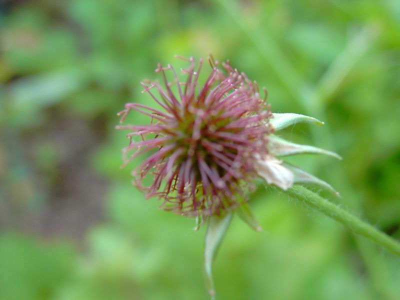 Datei:Nelkenwurz, Frucht.JPG
