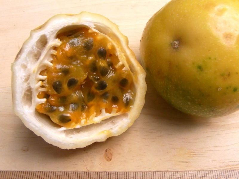 Datei:Passionsfrucht, gelb.JPG
