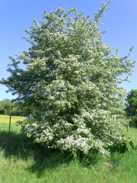 Datei:Weissdorn, bluehend.JPG