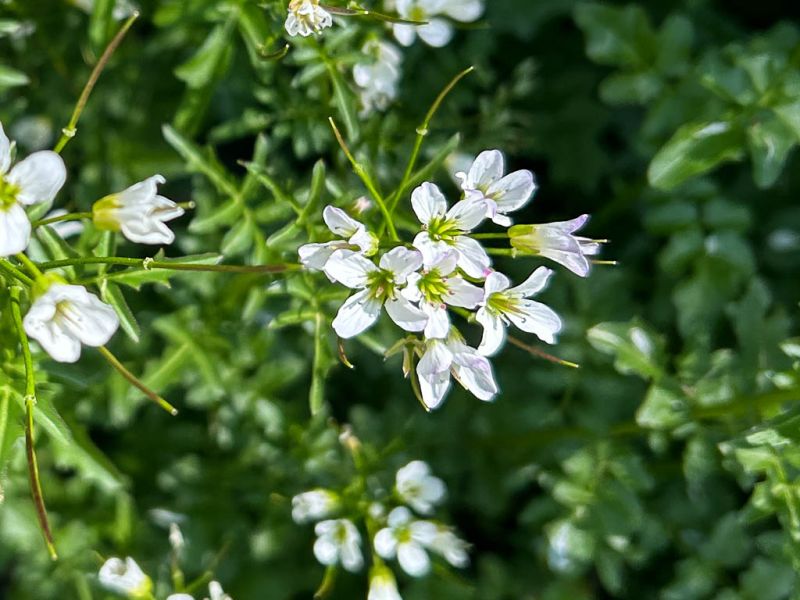 Datei:Bitteres Schaumkraut Bluete.jpg