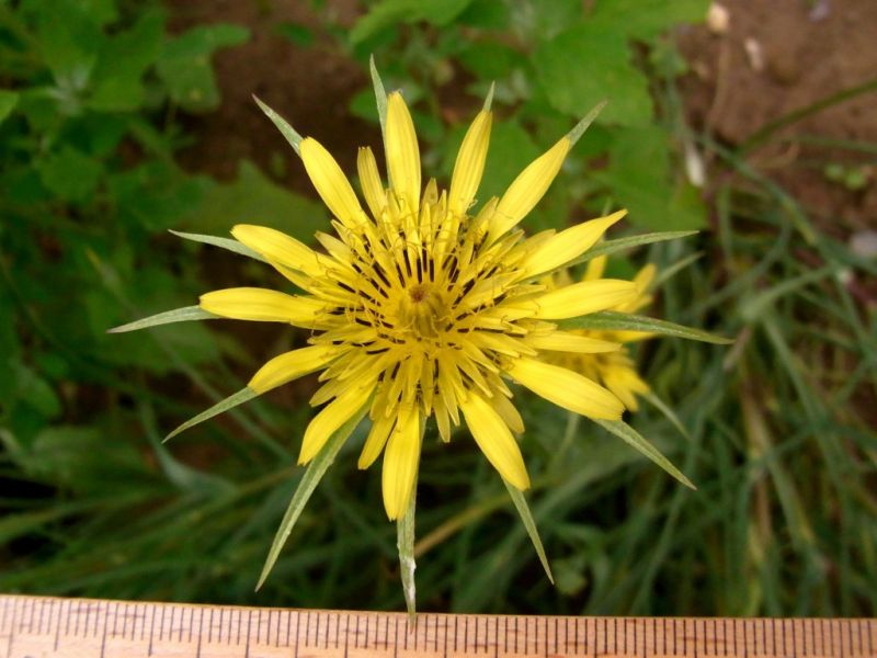 Datei:Bocksbart, grosser, Bluete.JPG