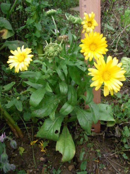 Datei:Ringelblume.JPG
