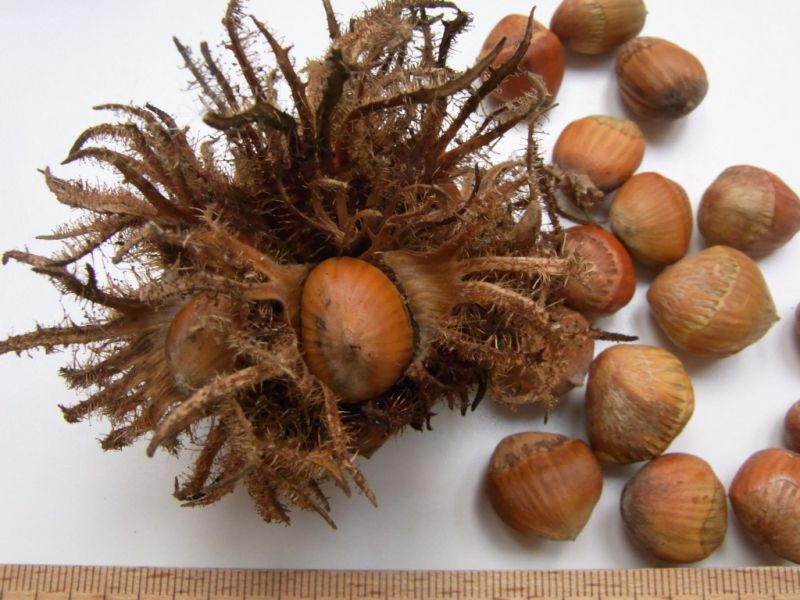 Datei:Baum-Hasel, Fruchtstand mit Nuessen.JPG