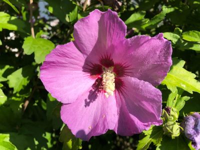 Blüte von Hibiscus syriacus