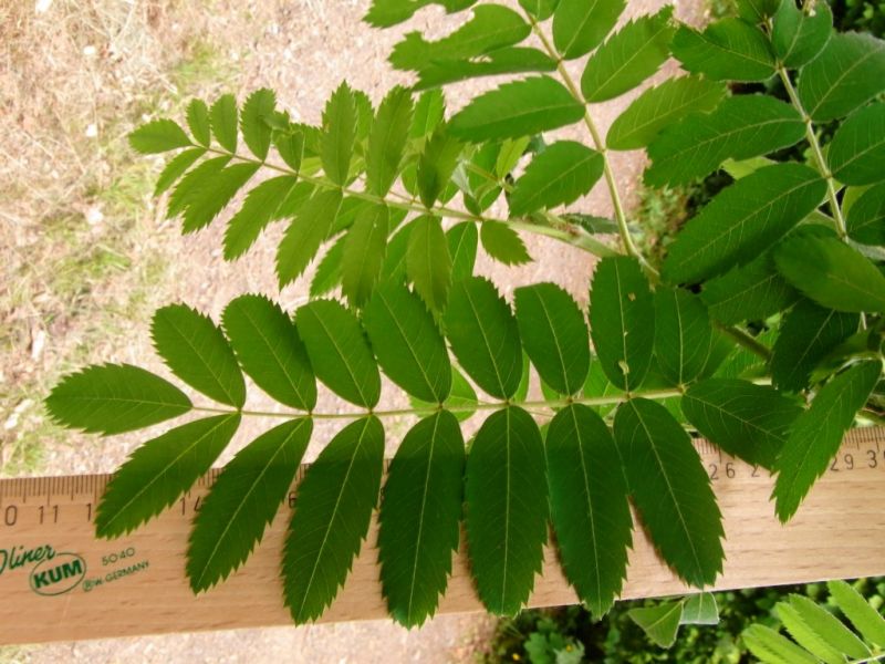 Datei:Speierling, Blatt.JPG