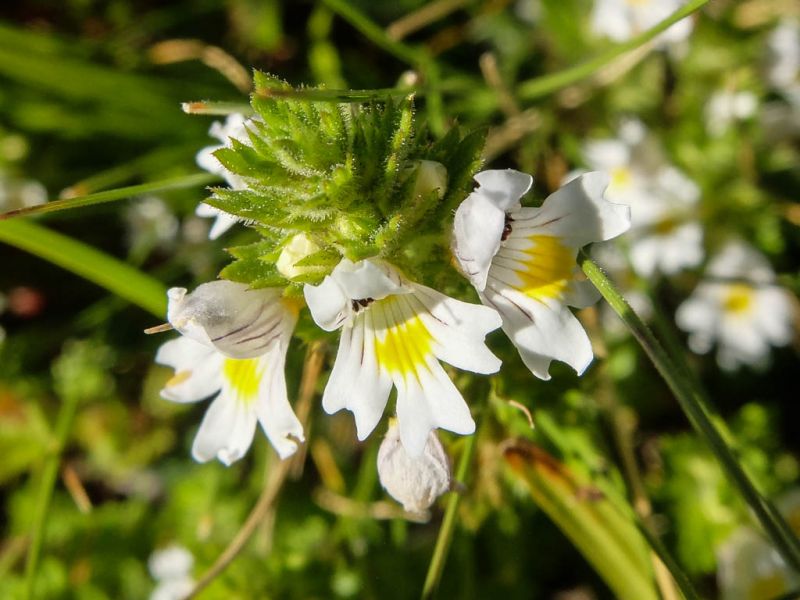 Datei:Wiesen-Augentrost, Bluete.JPG