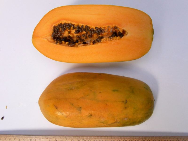 Datei:Papaya Ceylon Gold.JPG