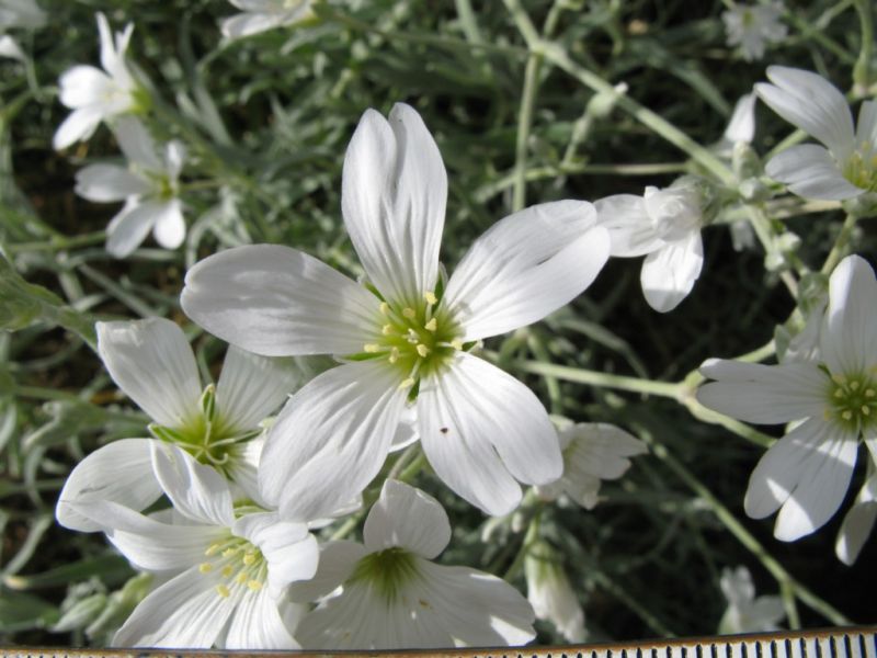 Datei:Filziges Hornkraut, Bluete.JPG