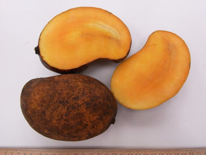 Datei:Mango Rajina.JPG