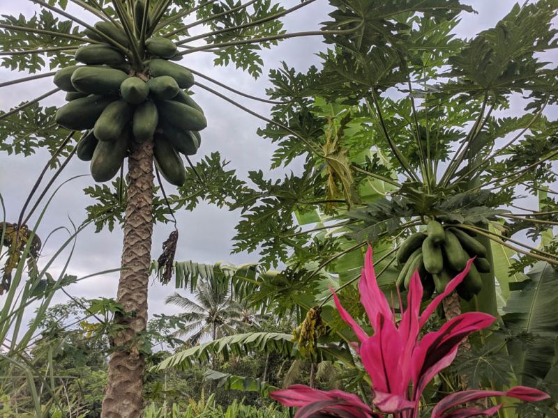 Datei:Papaya, Baum.jpg