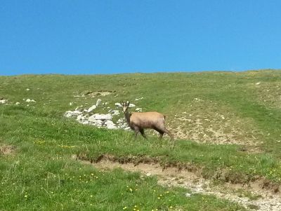 Gämse im Hochgebirge