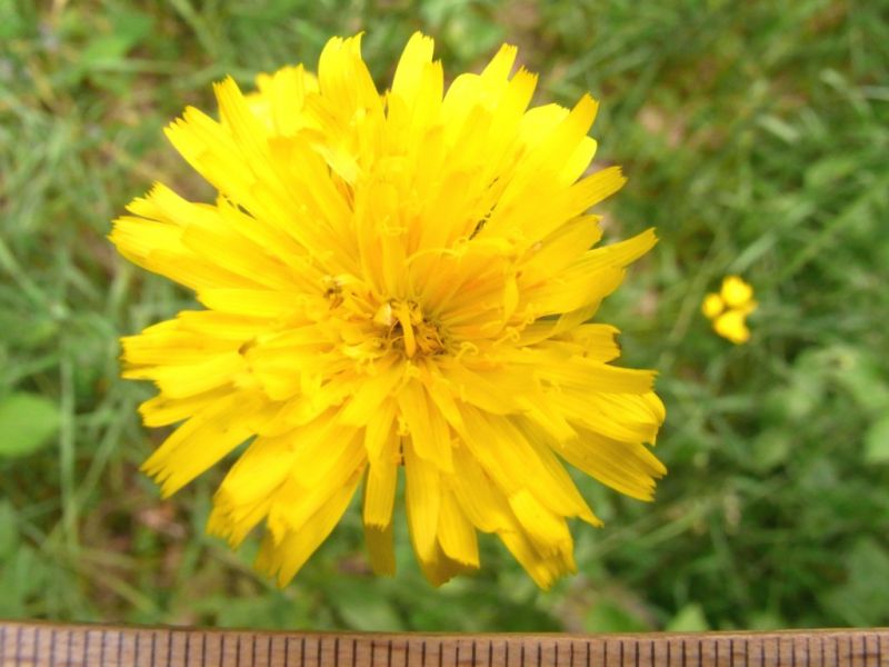 Datei:Ferkelkraut, gewoehnliches, Bluete.JPG