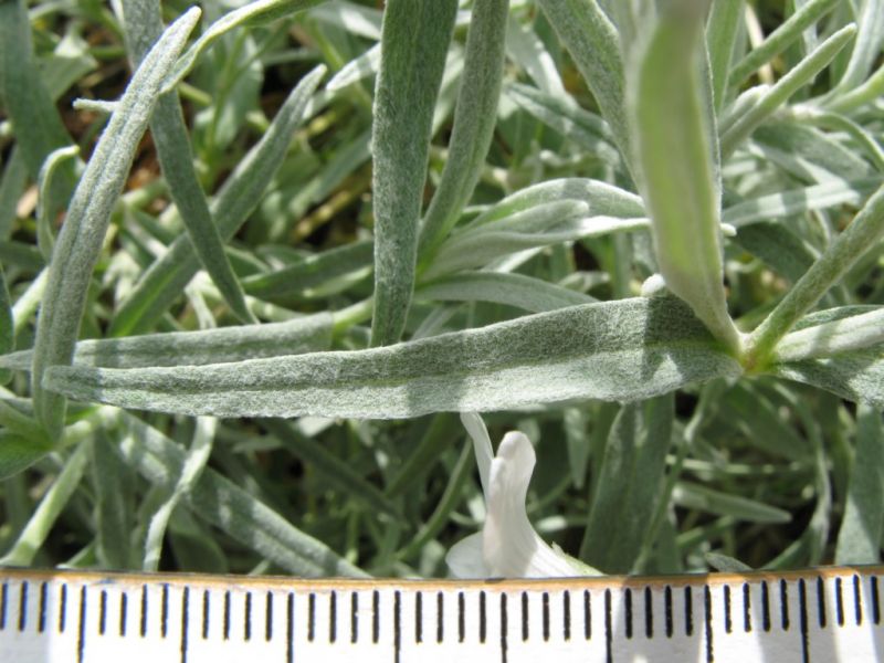 Datei:Filziges Hornkraut, Blatt.JPG